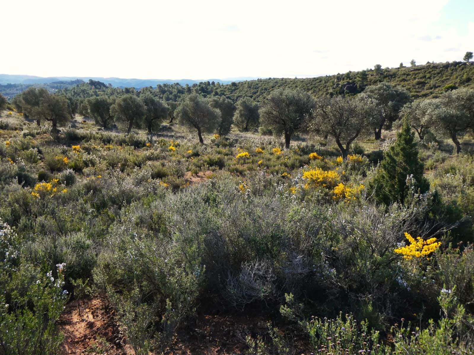 Finca/Country House for sale in Fabara - € 16,500 (Ref: 9694057)