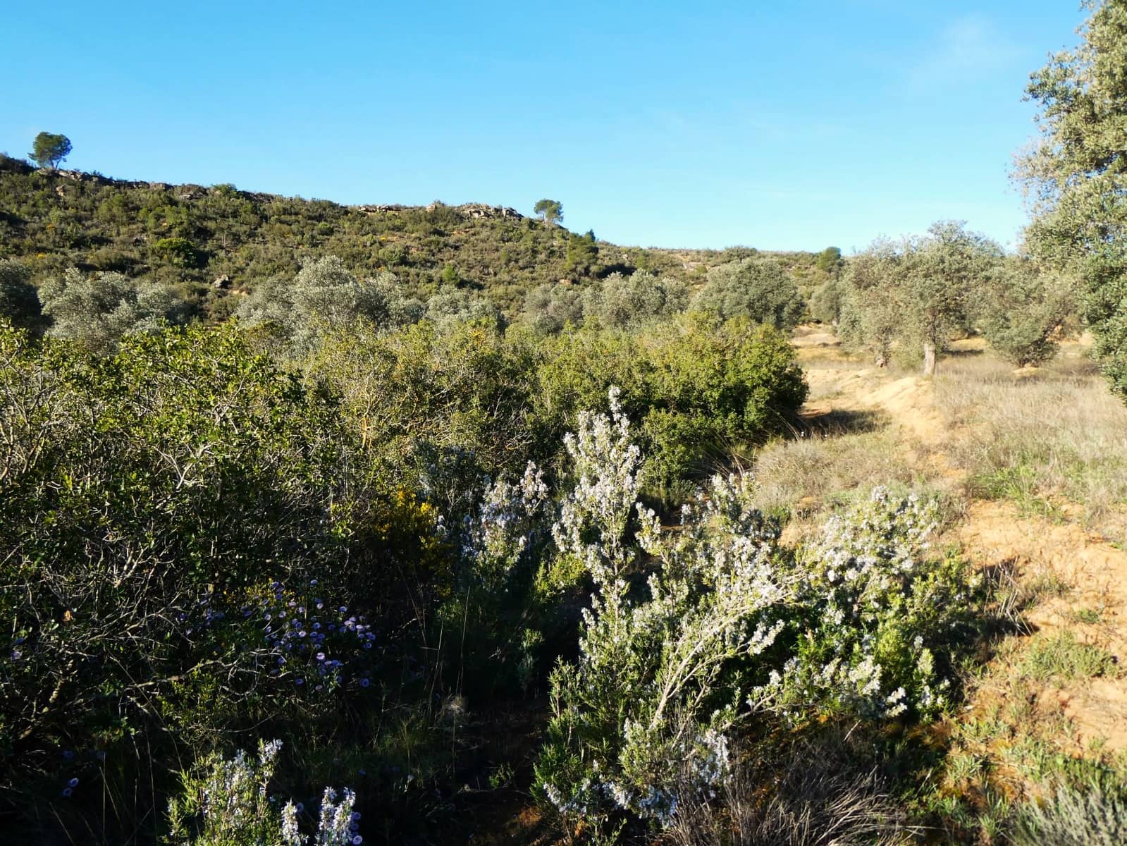 Finca/Country House for sale in Fabara - € 16,500 (Ref: 9694057)