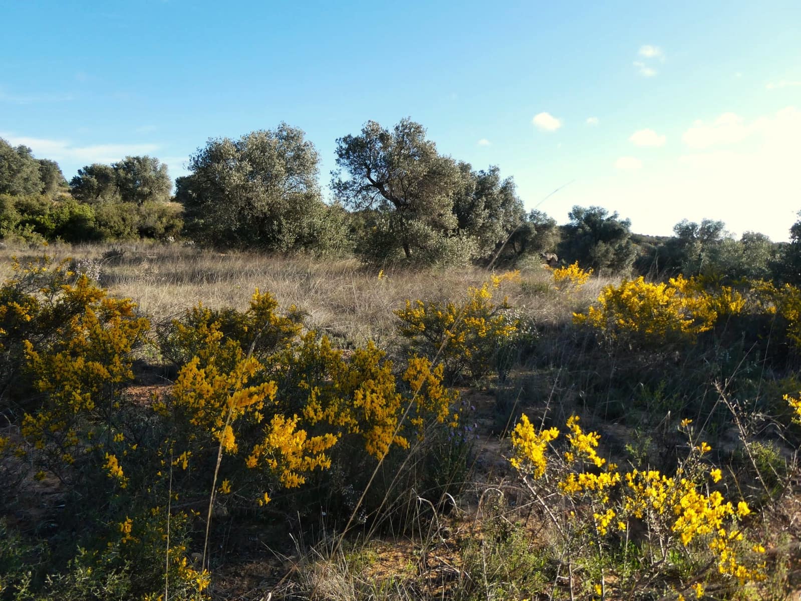 Finca/Country House for sale in Fabara - € 16,500 (Ref: 9694057)