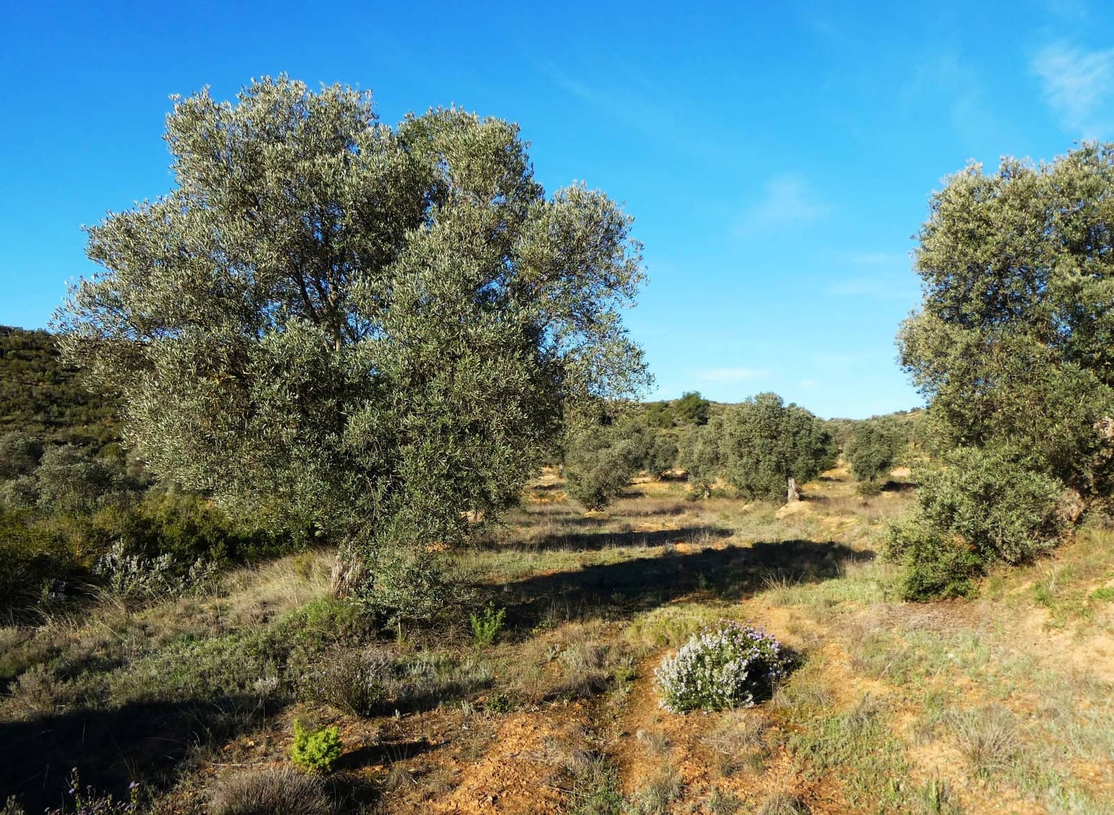 Finca/Landehus til salg i Fabara - € 12.500 (Ref: 9694057)
