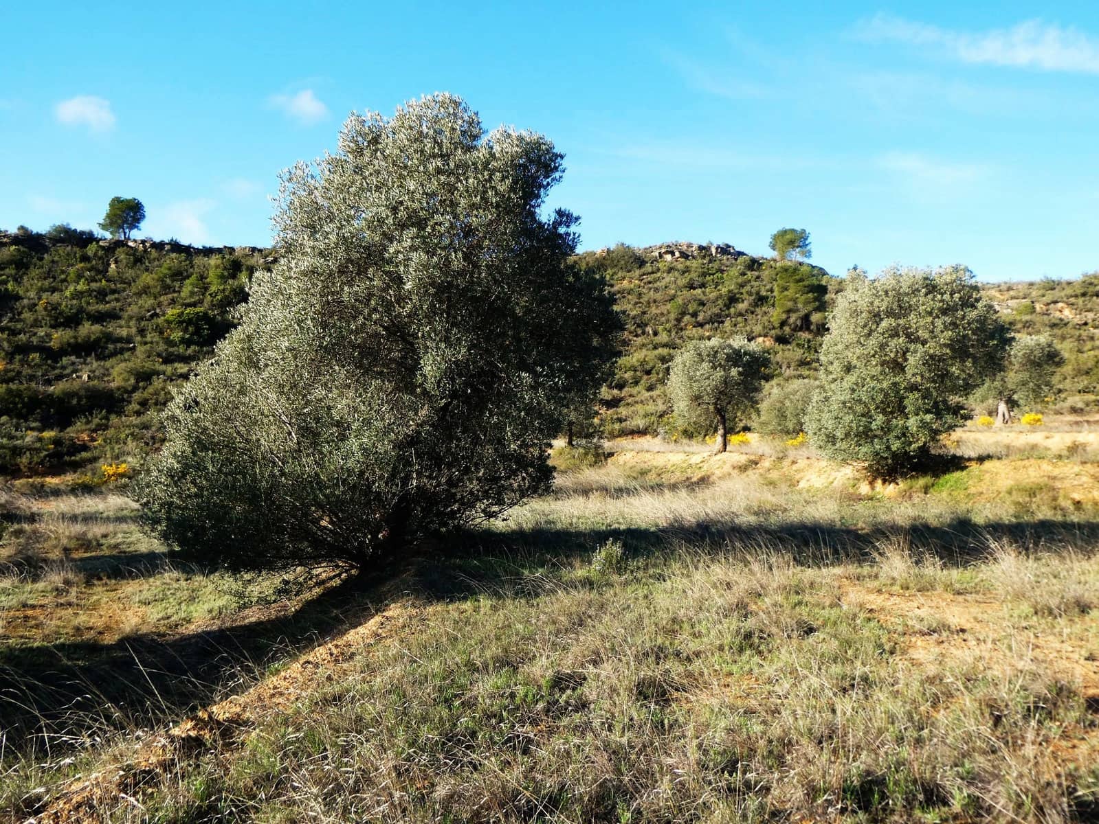 Finca/Landehus til salg i Fabara - € 12.500 (Ref: 9694057)