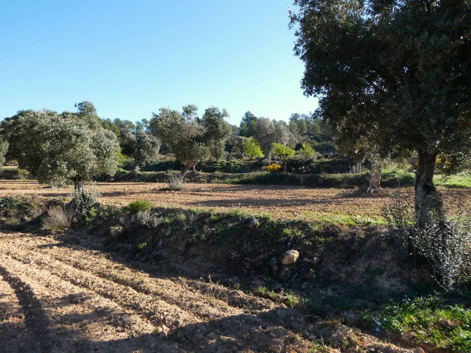 Quinta/Casa Rural para venda em Batea - 59 000 € (Ref: 9725121)