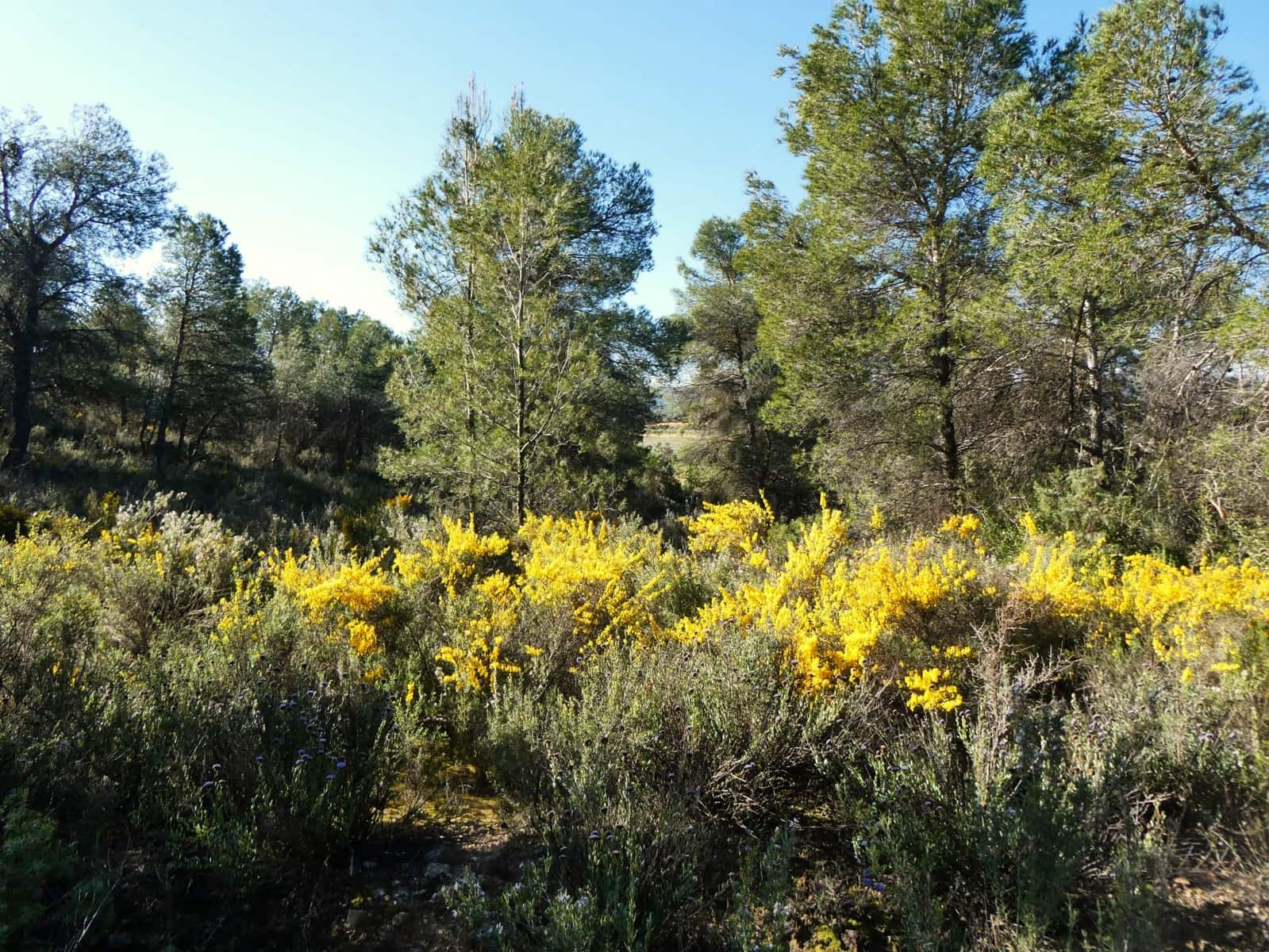 Quinta/Casa Rural para venda em Batea - 59 000 € (Ref: 9725121)