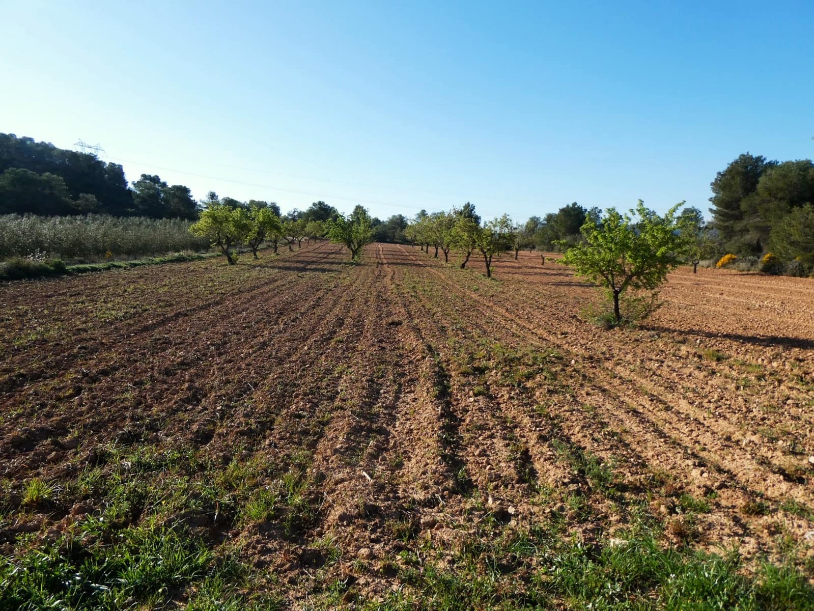 Quinta/Casa Rural para venda em Batea - 59 000 € (Ref: 9725121)