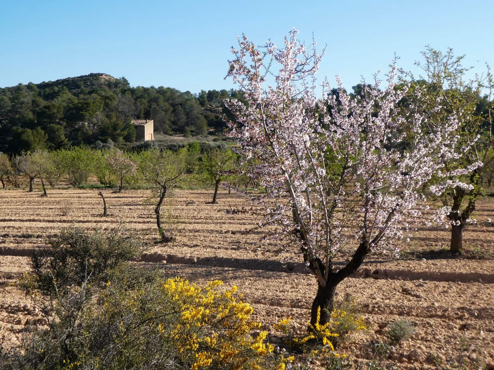 Quinta/Casa Rural para venda em Batea - 59 000 € (Ref: 9725121)