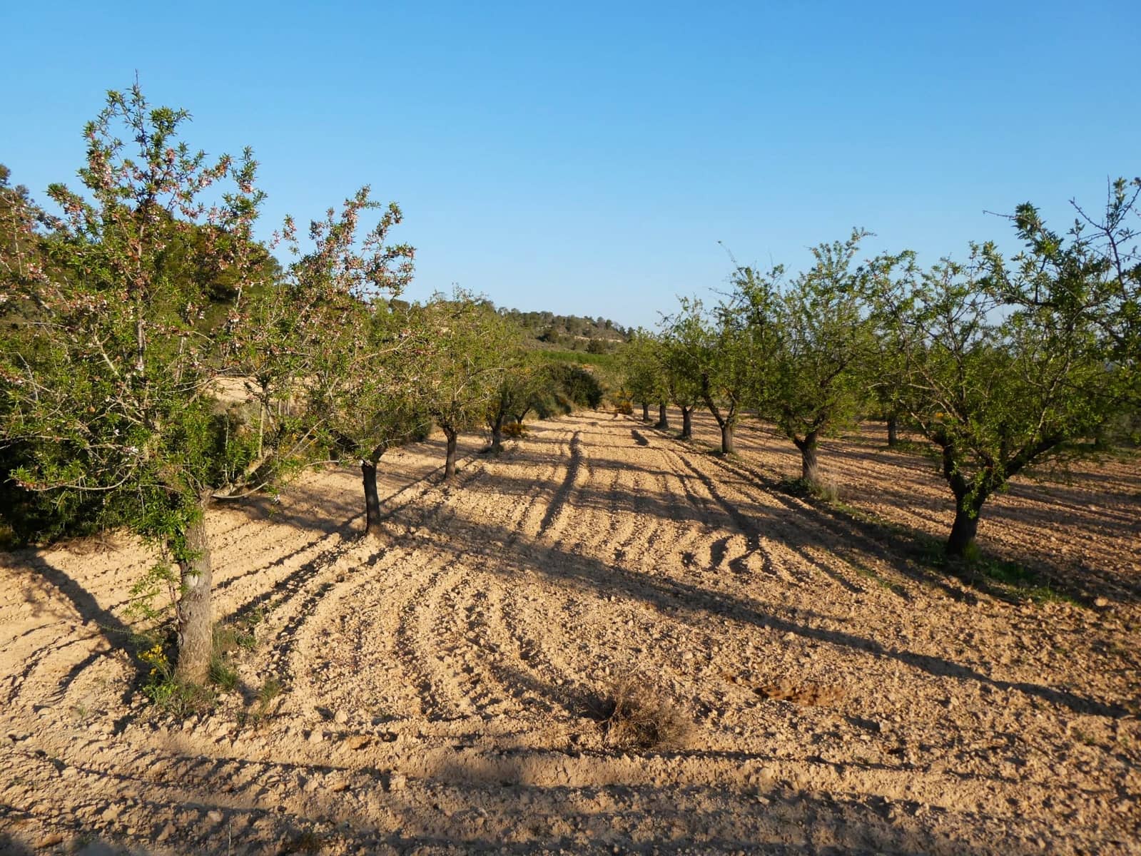 Quinta/Casa Rural para venda em Batea - 59 000 € (Ref: 9725121)