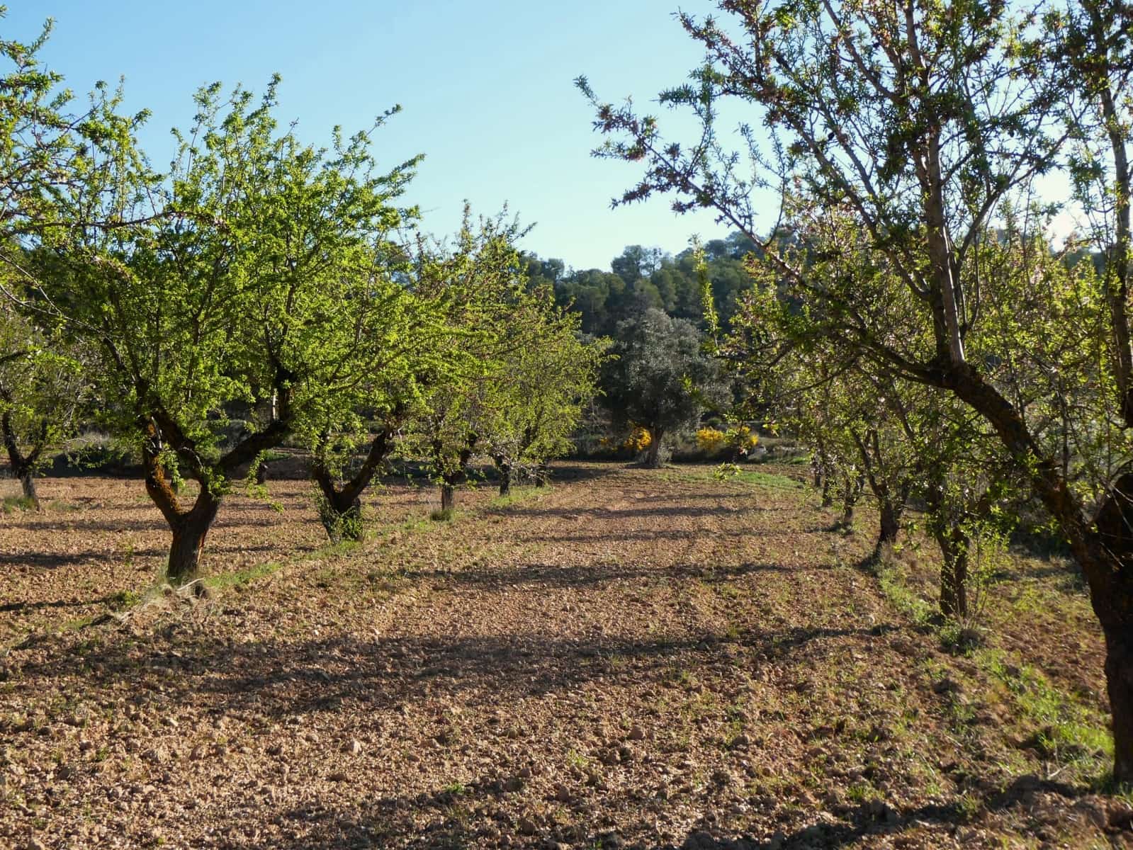 Quinta/Casa Rural para venda em Batea - 59 000 € (Ref: 9725121)