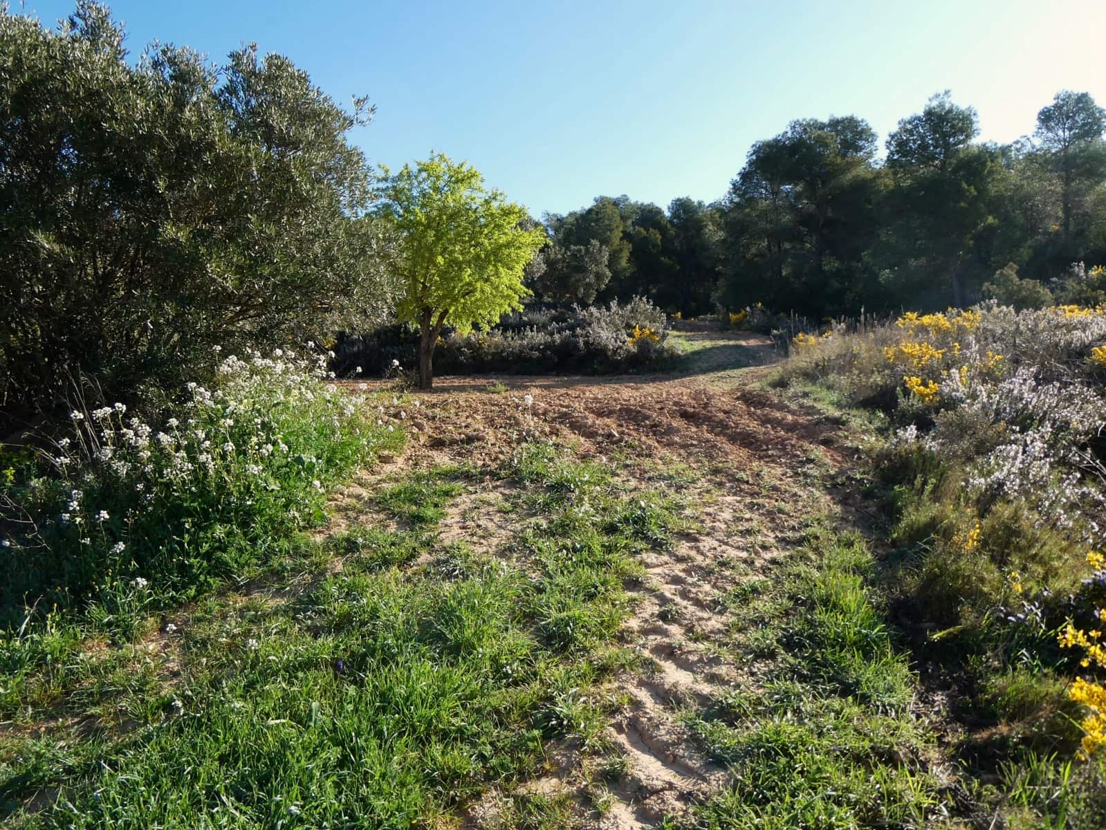 Quinta/Casa Rural para venda em Batea - 59 000 € (Ref: 9725121)
