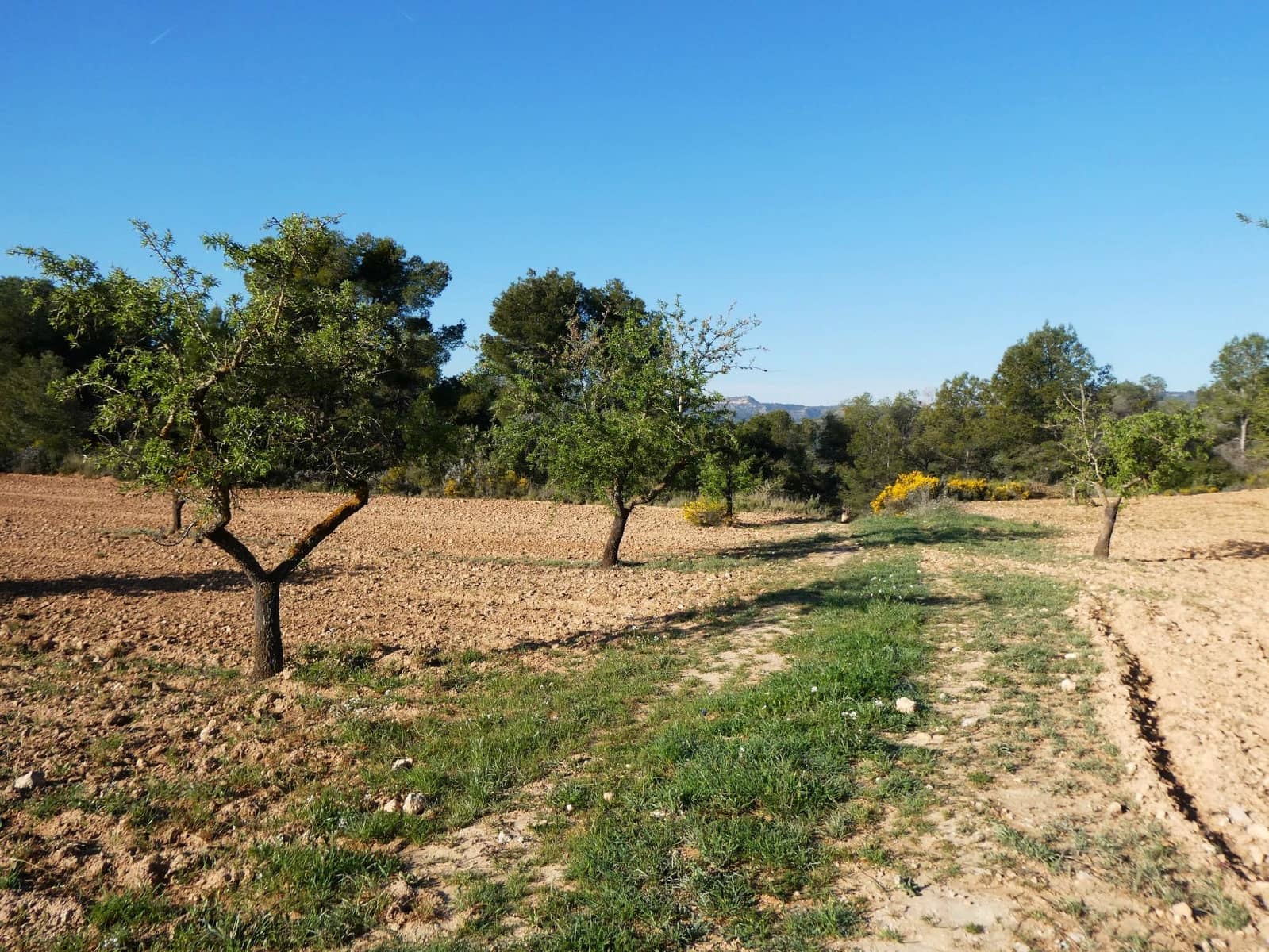 Finca/Herregård til salgs i Batea - € 56 000 (Ref: 9725121)