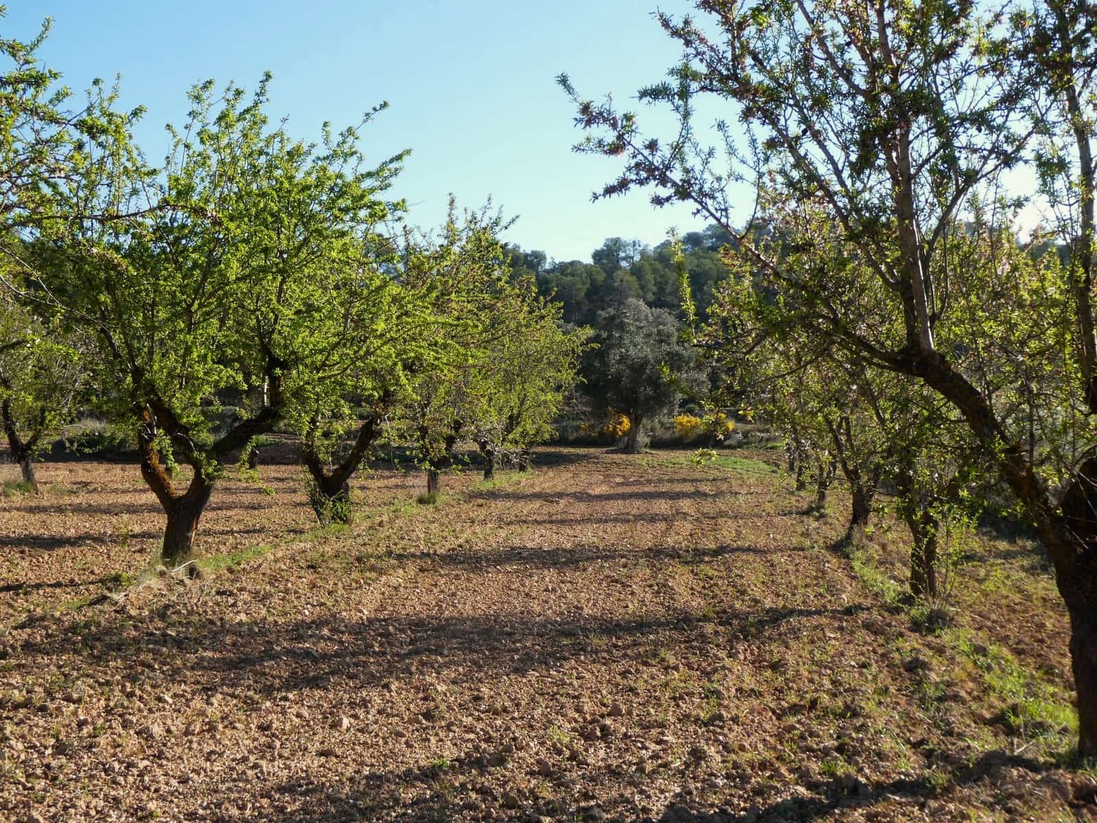 Finca/Herregård til salgs i Batea - € 56 000 (Ref: 9725121)