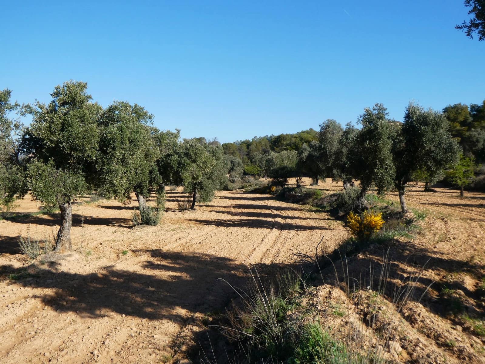 Finca/Herregård til salgs i Batea - € 56 000 (Ref: 9725121)