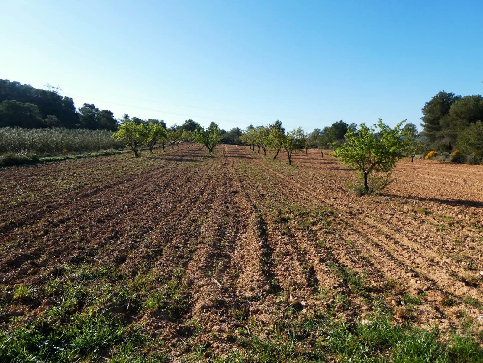 Finca/Herregård til salgs i Batea - € 56 000 (Ref: 9725121)