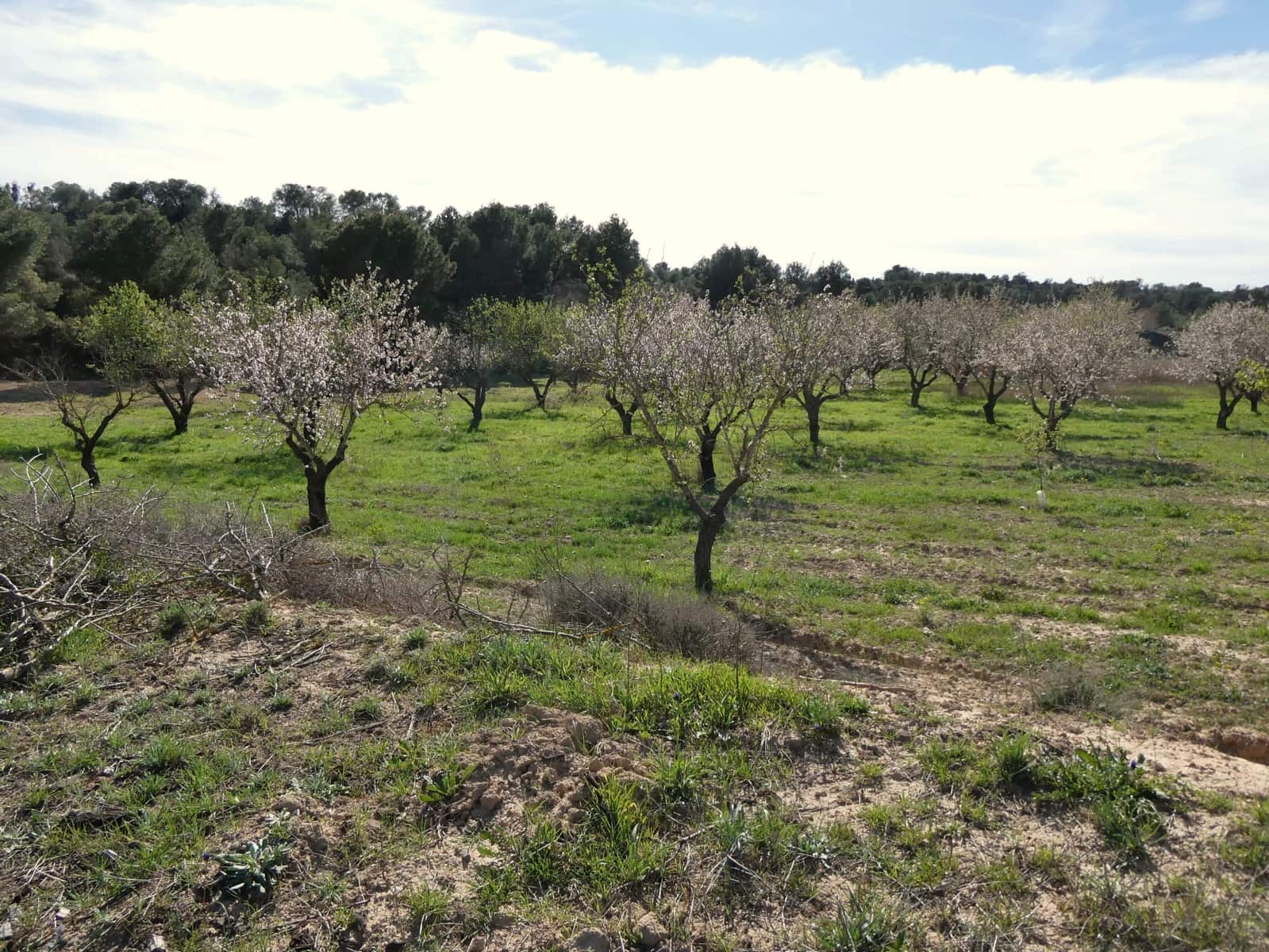 Finca/Country House for sale in Mequinenza - € 39,000 (Ref: 9761563)