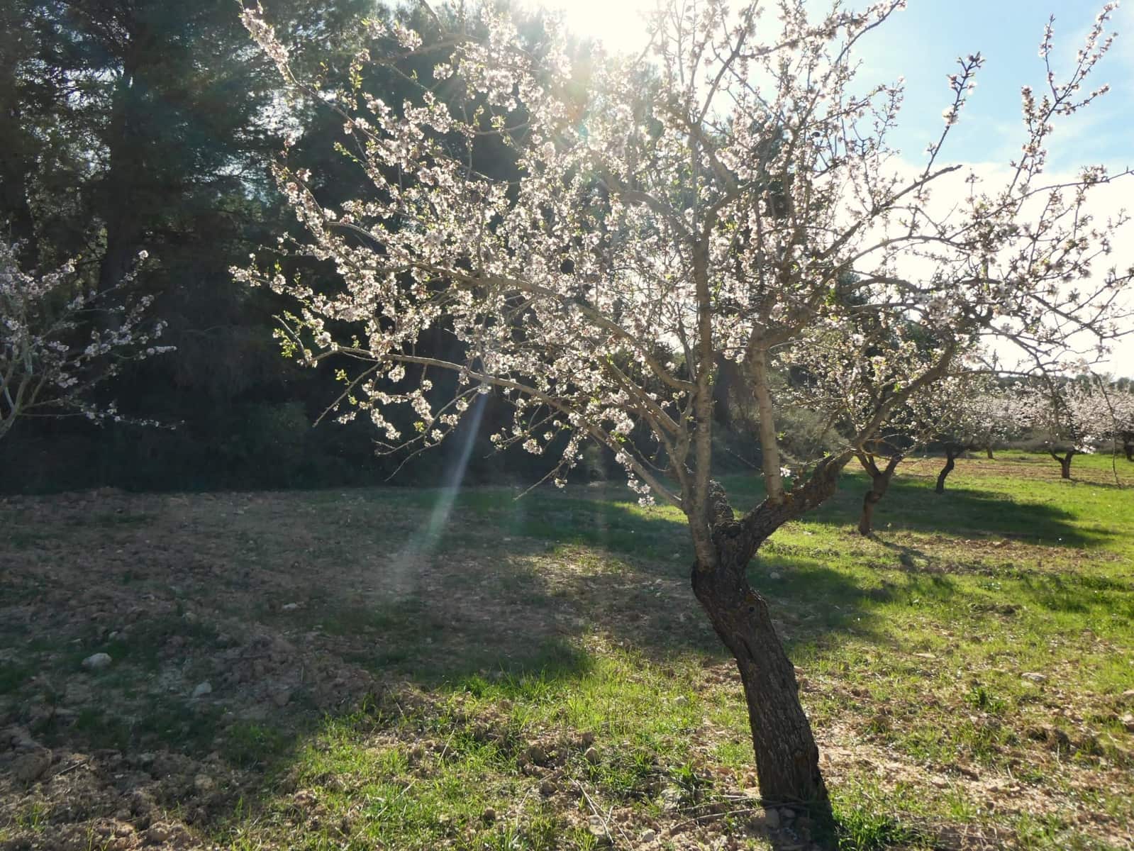 Finca/Country House for sale in Mequinenza - € 39,000 (Ref: 9761563)