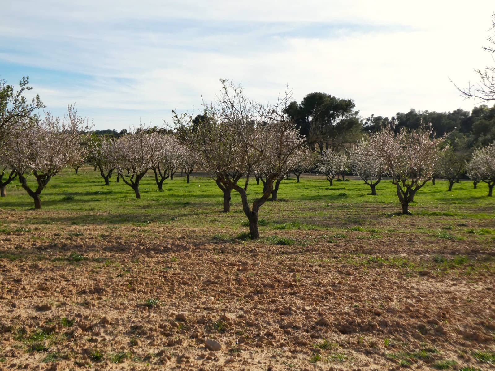 Finca/Country House for sale in Mequinenza - € 39,000 (Ref: 9761563)