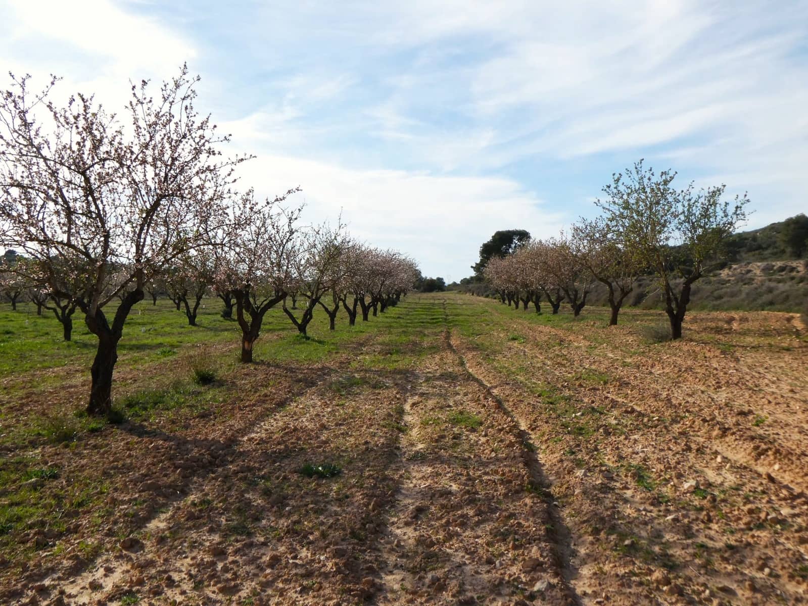 Finca/Country House for sale in Mequinenza - € 39,000 (Ref: 9761563)