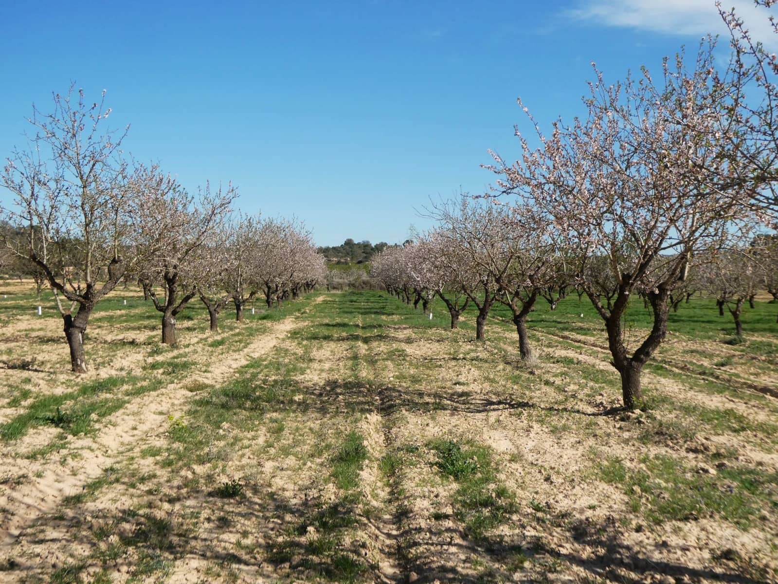 Finca/Country House for sale in Mequinenza - € 39,000 (Ref: 9761563)