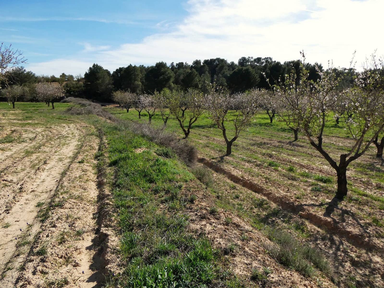 Finca/Herregård til salgs i Mequinenza - € 36 000 (Ref: 9761563)