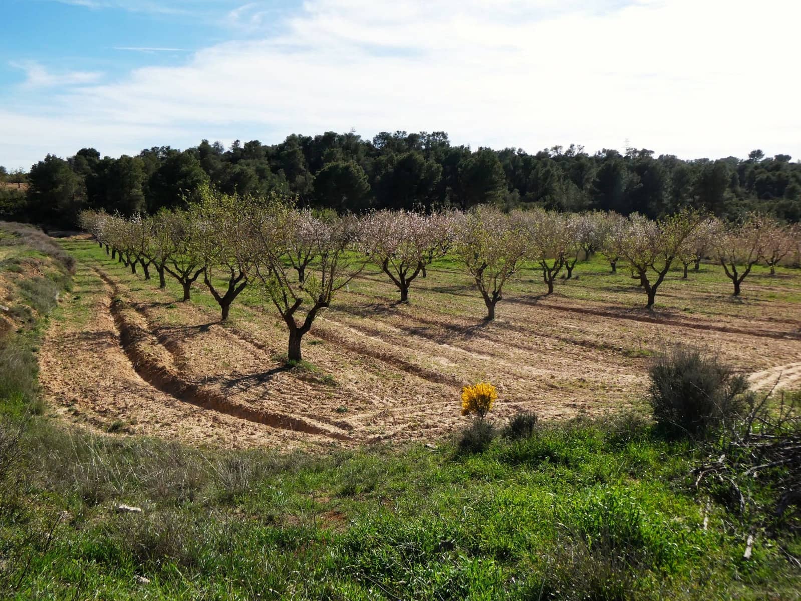 Finca/Herregård til salgs i Mequinenza - € 36 000 (Ref: 9761563)