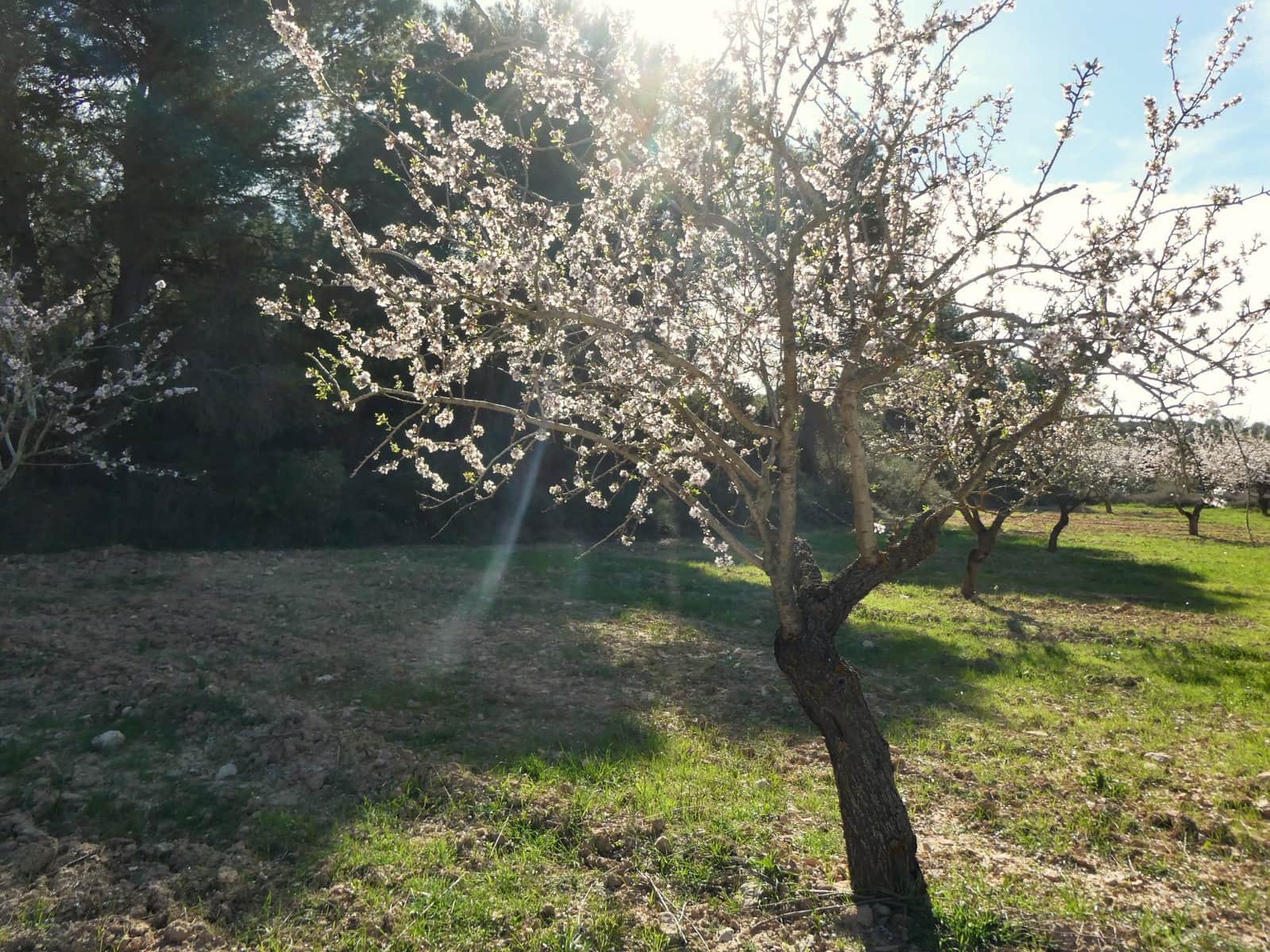 Finca/Herregård til salgs i Mequinenza - € 36 000 (Ref: 9761563)