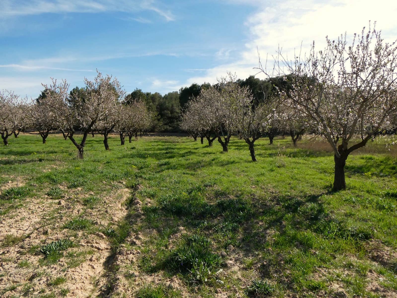 Finca/Herregård til salgs i Mequinenza - € 36 000 (Ref: 9761563)