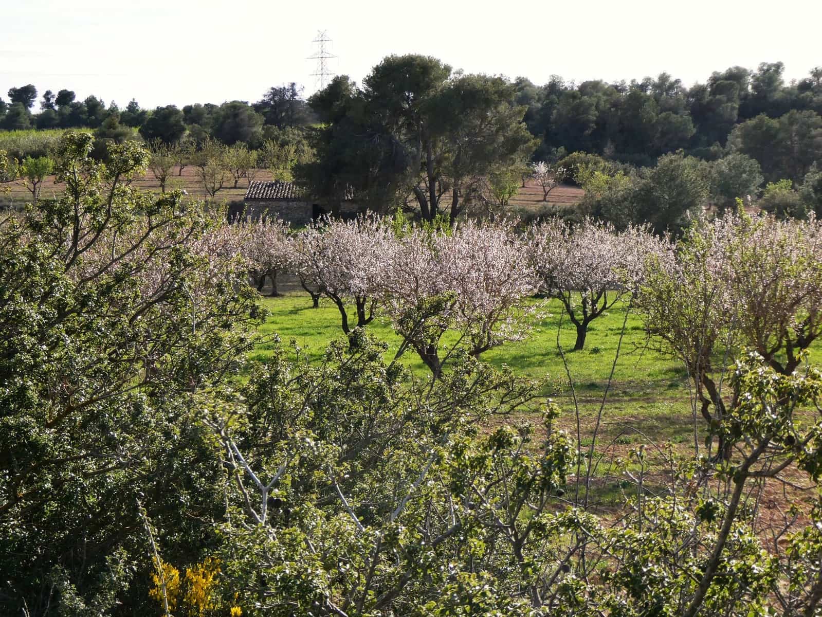 Finca/Herregård til salgs i Mequinenza - € 36 000 (Ref: 9761563)