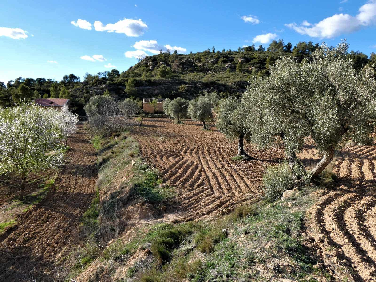 Quinta/Casa Rural para venda em Batea - 14 000 € (Ref: 9824026)