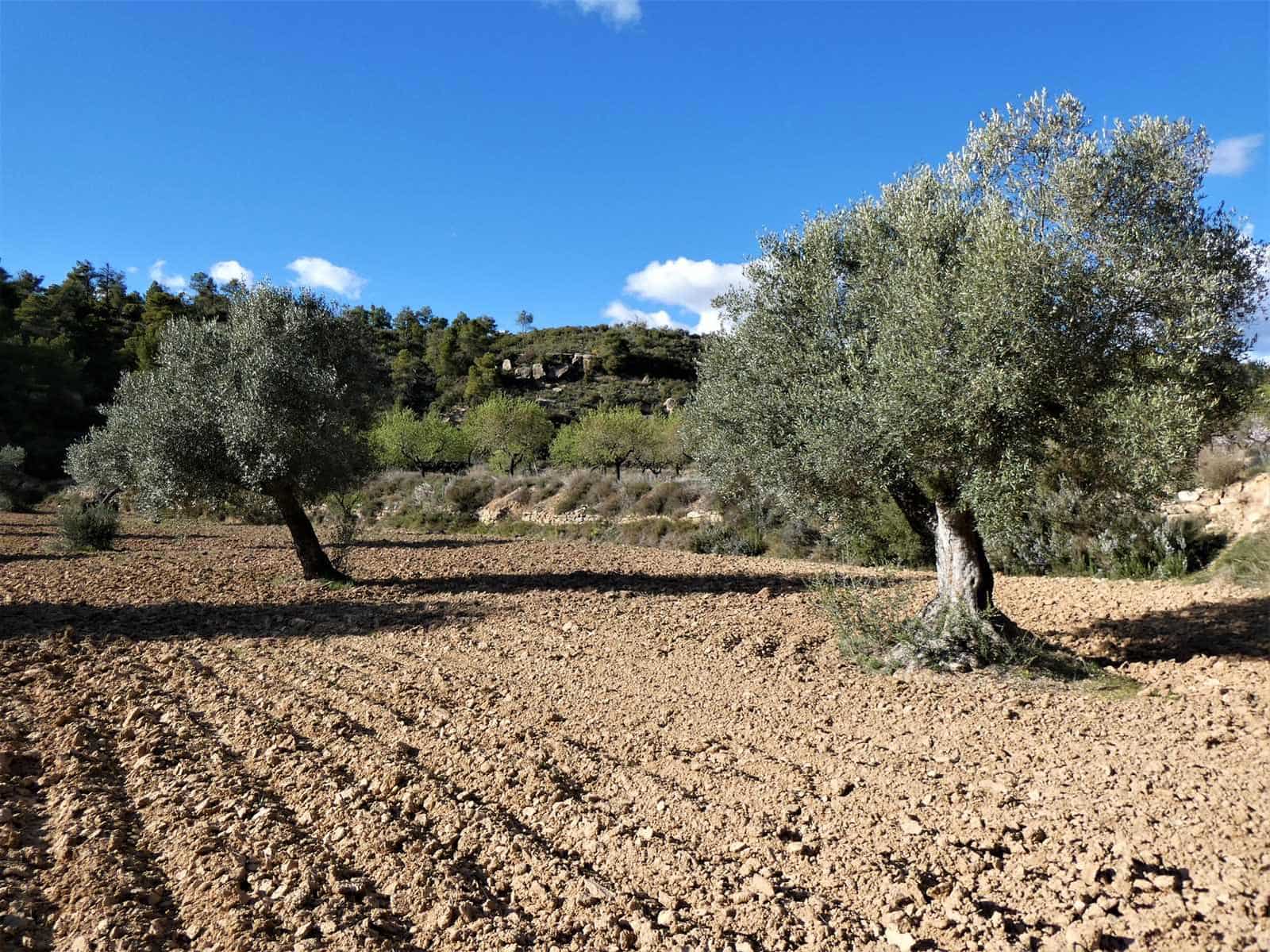 Quinta/Casa Rural para venda em Batea - 14 000 € (Ref: 9824026)
