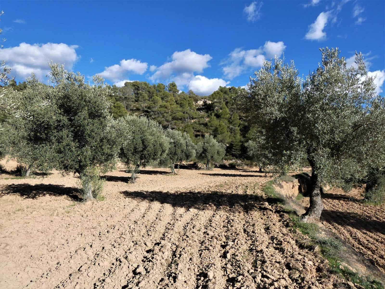 Quinta/Casa Rural para venda em Batea - 14 000 € (Ref: 9824026)