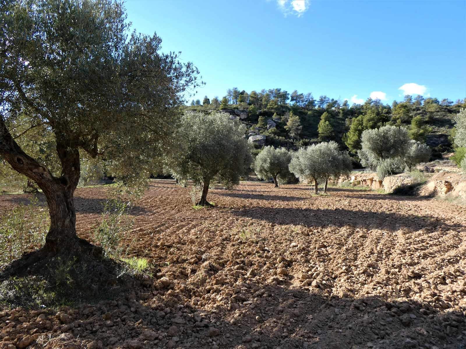 Quinta/Casa Rural para venda em Batea - 14 000 € (Ref: 9824026)