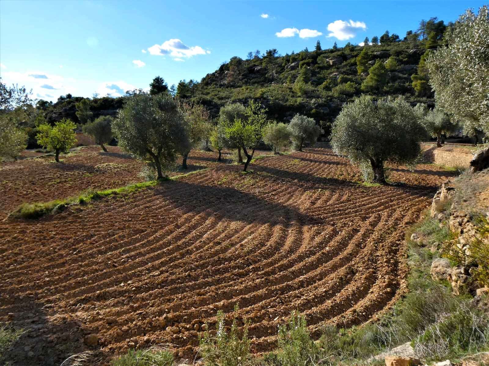 Quinta/Casa Rural para venda em Batea - 14 000 € (Ref: 9824026)