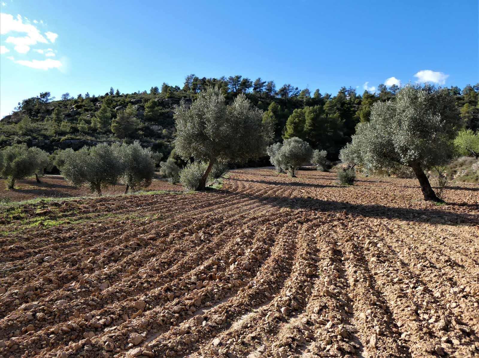 Quinta/Casa Rural para venda em Batea - 14 000 € (Ref: 9824026)