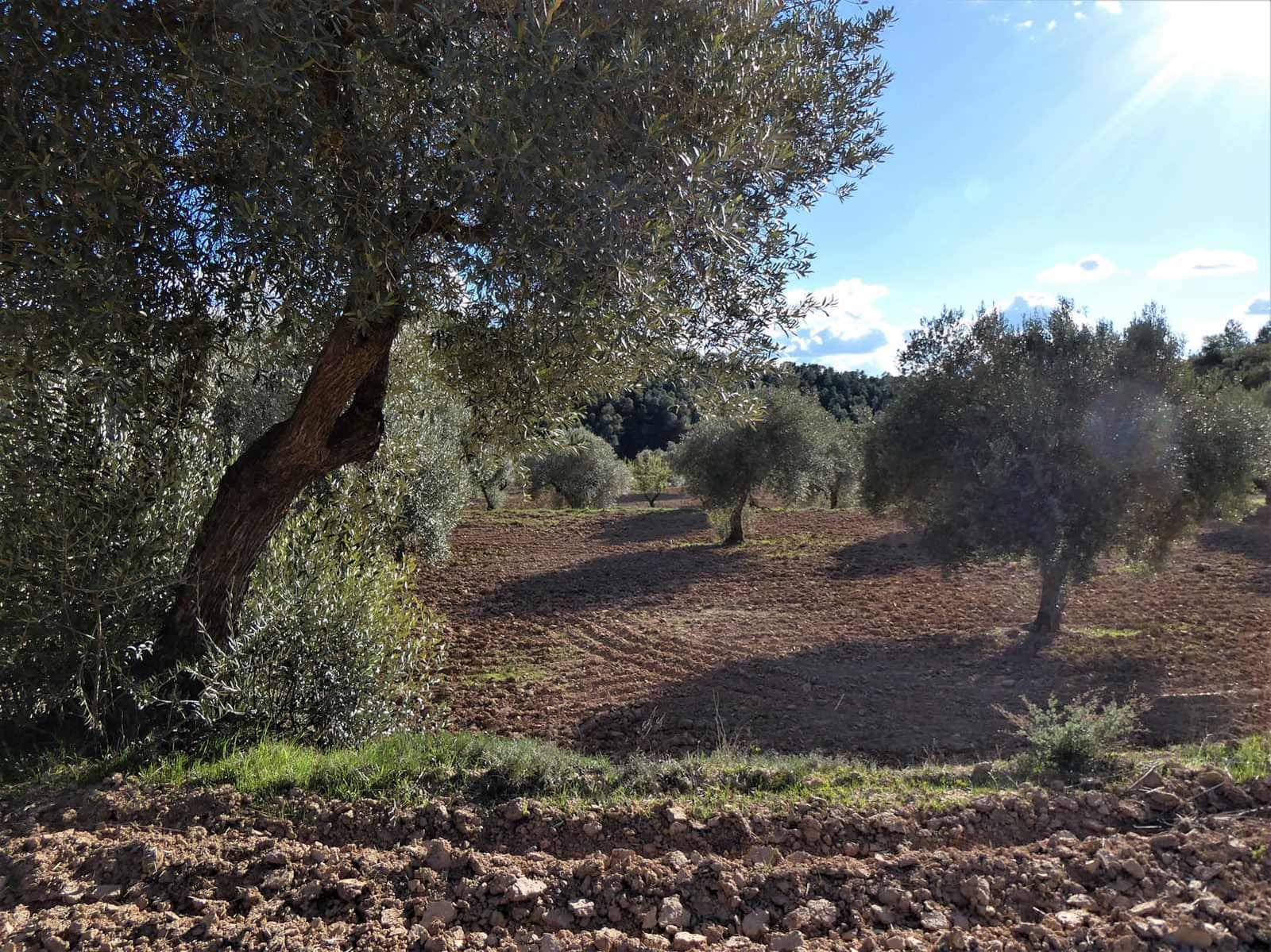 Quinta/Casa Rural para venda em Batea - 14 000 € (Ref: 9824026)