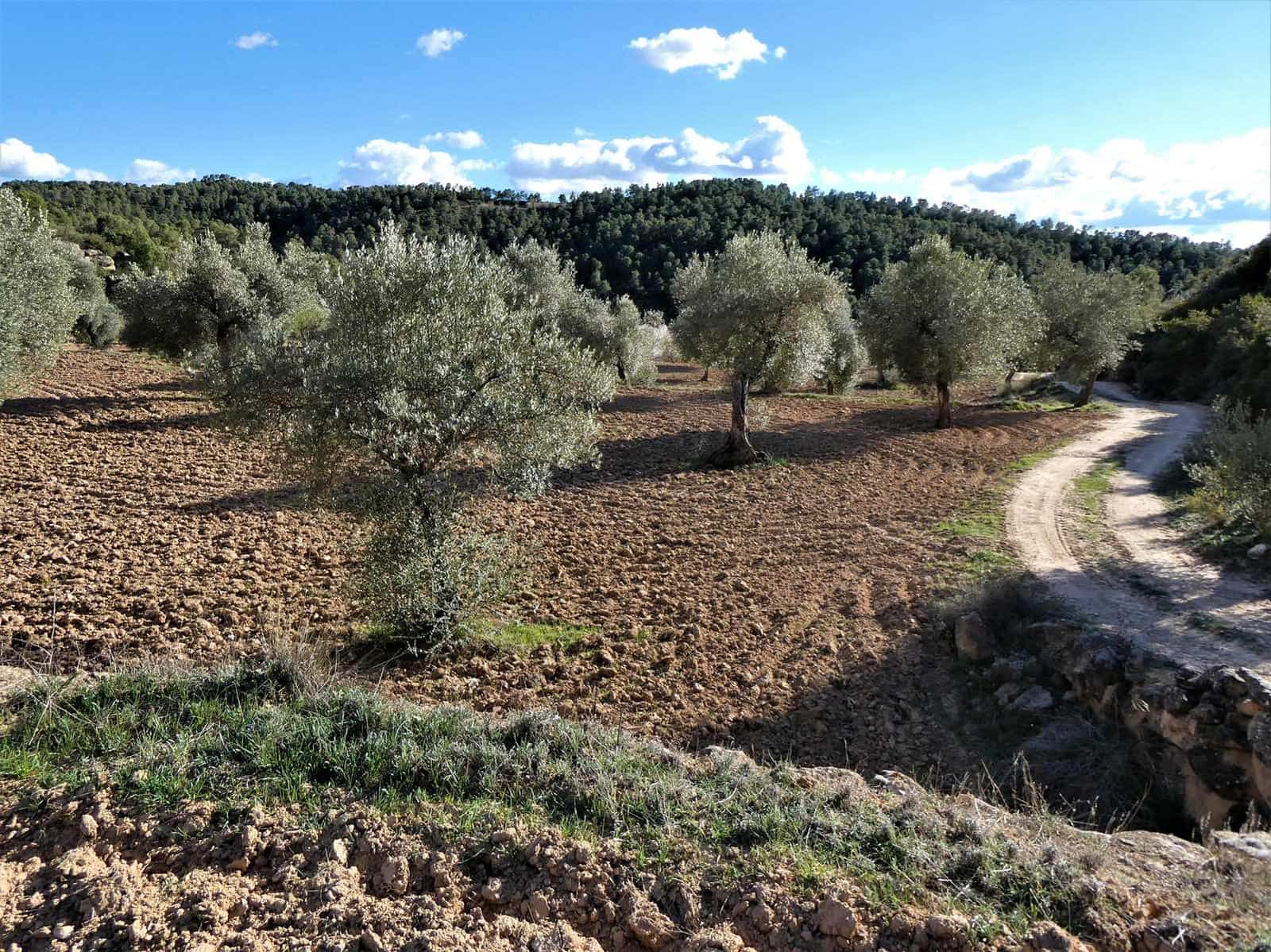 Quinta/Casa Rural para venda em Batea - 14 000 € (Ref: 9824026)