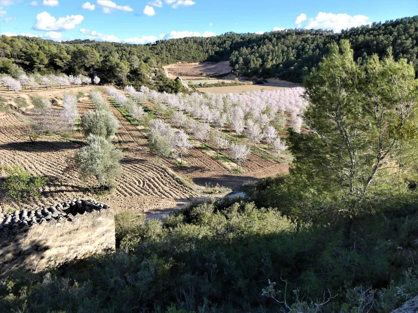 Quinta/Casa Rural para venda em Batea - 14 000 € (Ref: 9824026)