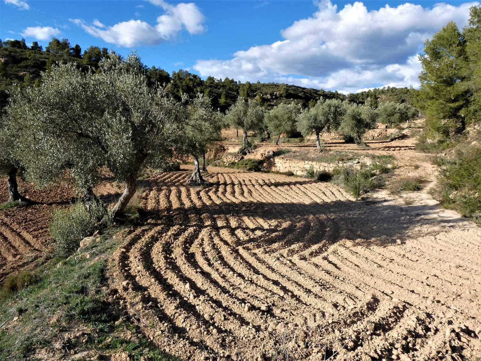 Quinta/Casa Rural para venda em Batea - 14 000 € (Ref: 9824026)