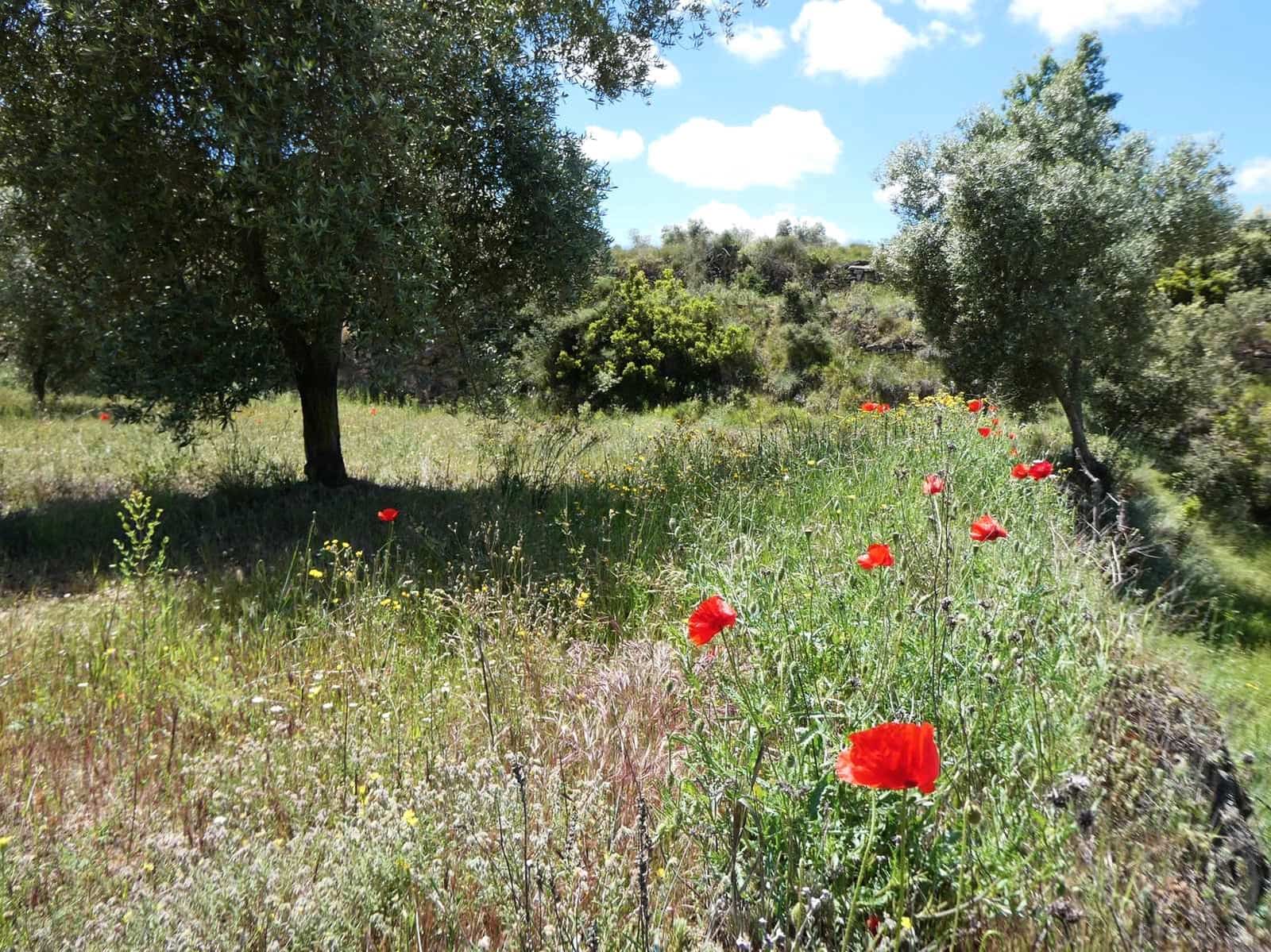 Finca/Country House for sale in Calaceite - € 34,000 (Ref: 9826100)