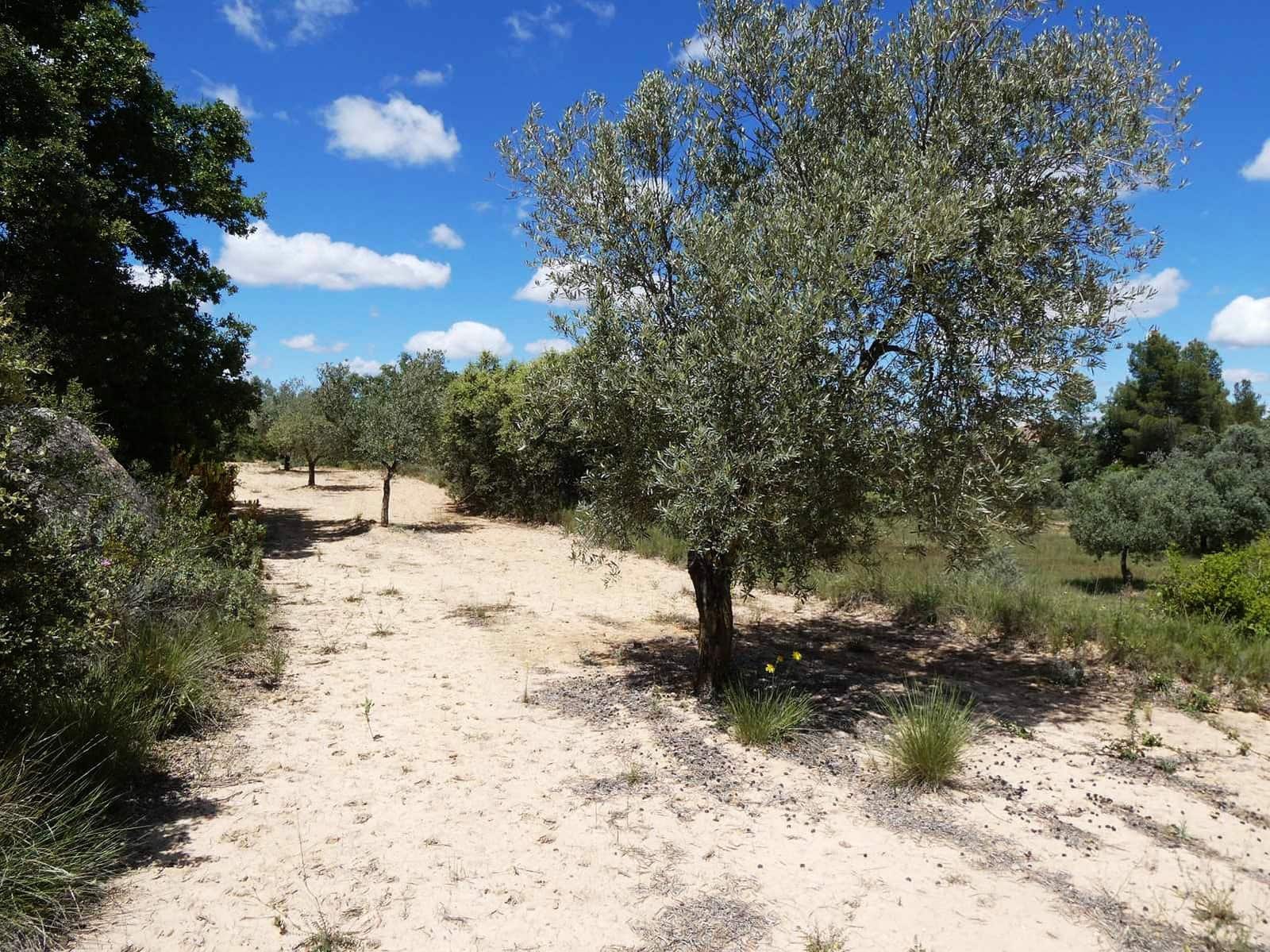 Finka/Dom wiejski na sprzedaż w Calaceite - 34 000 € (Ref: 9826100)