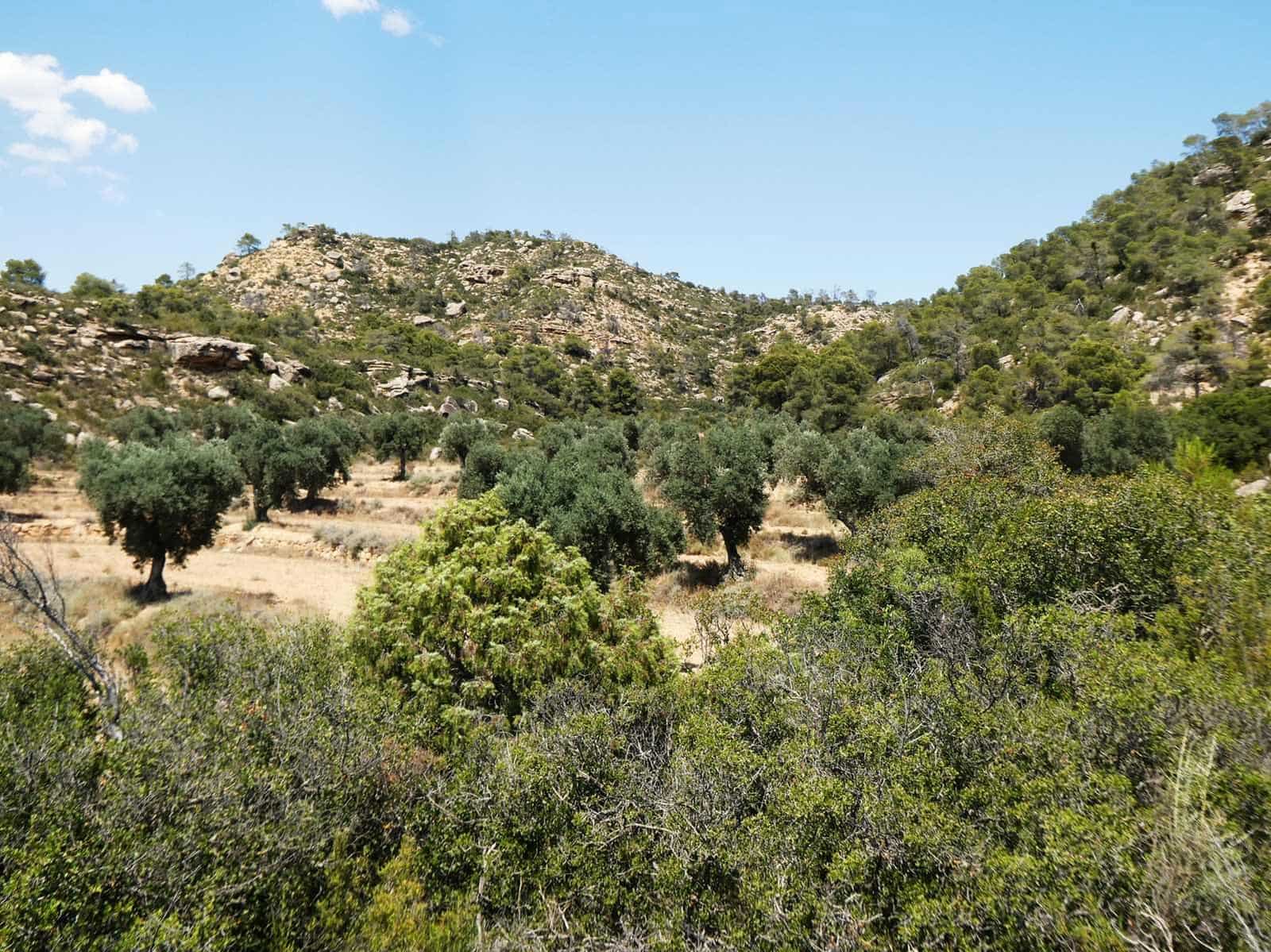 Finca/Country House for sale in Maella - € 37,000 (Ref: 9918770)