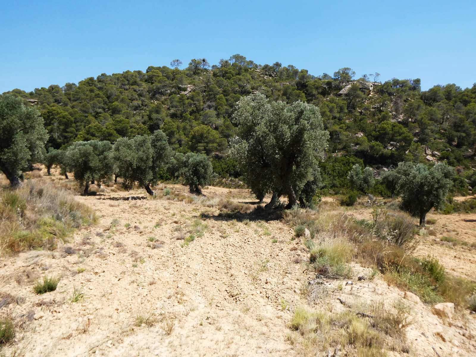 Finca/Country House for sale in Maella - € 37,000 (Ref: 9918770)