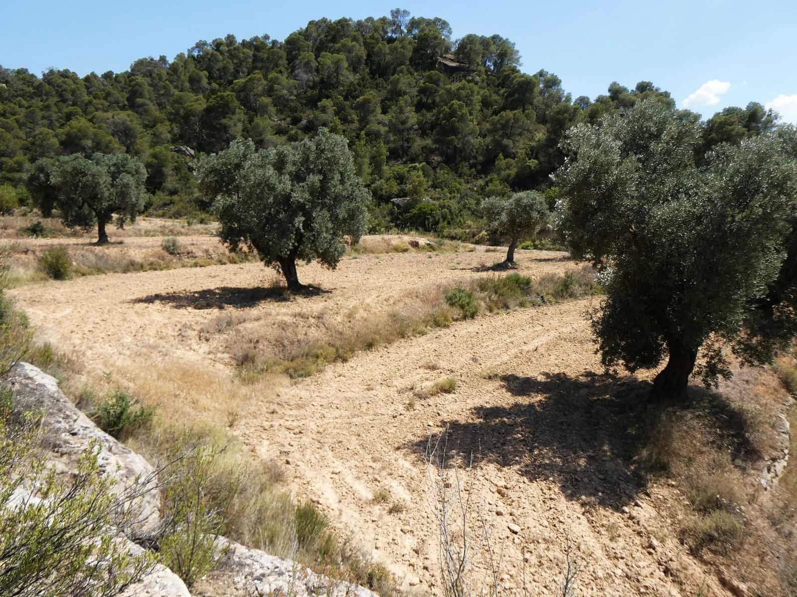 Finca/Country House for sale in Maella - € 37,000 (Ref: 9918770)