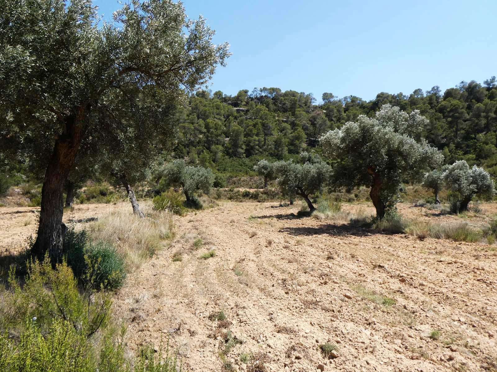 Finca/Country House for sale in Maella - € 37,000 (Ref: 9918770)