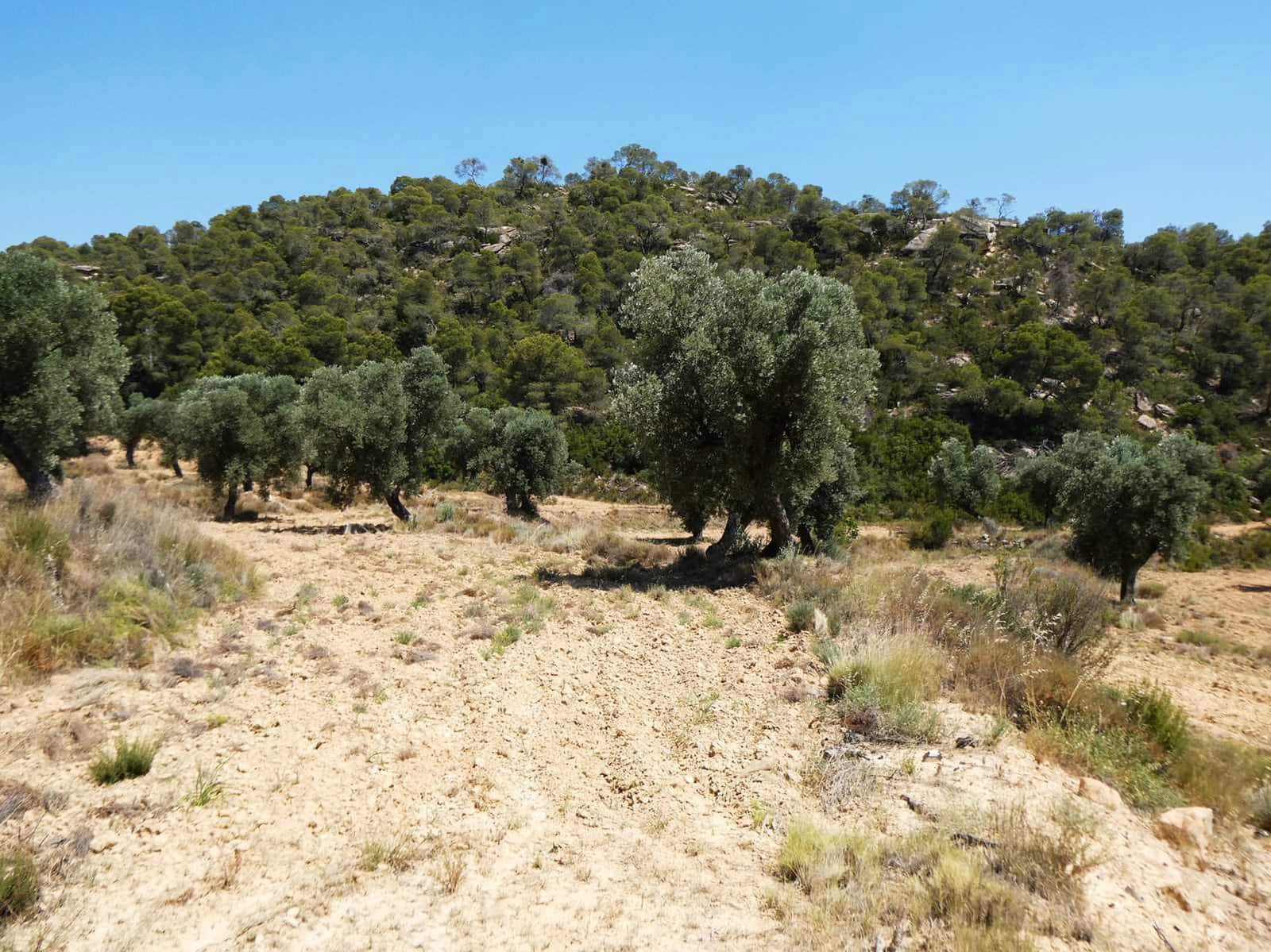 Finca/Country House for sale in Maella - € 37,000 (Ref: 9918770)