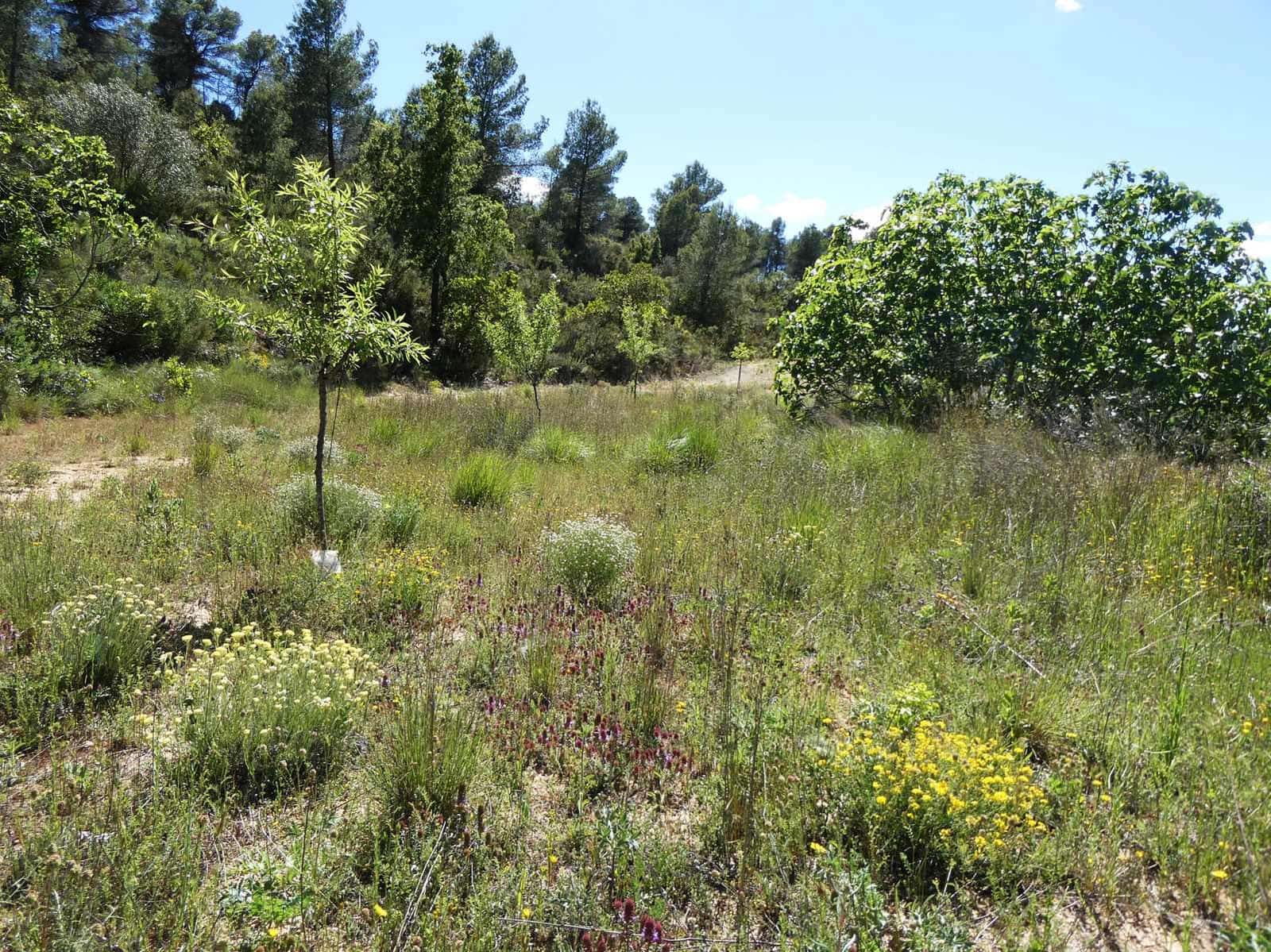 Finca/Country House for sale in Arens de Lledo - € 29,000 (Ref: 9918990)