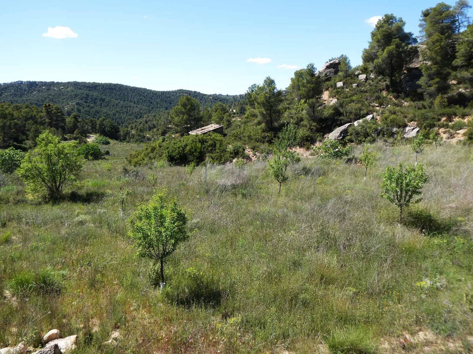 Finca/Hus på landet till salu i Arens de Lledo - 29 000 € (Ref: 9918990)
