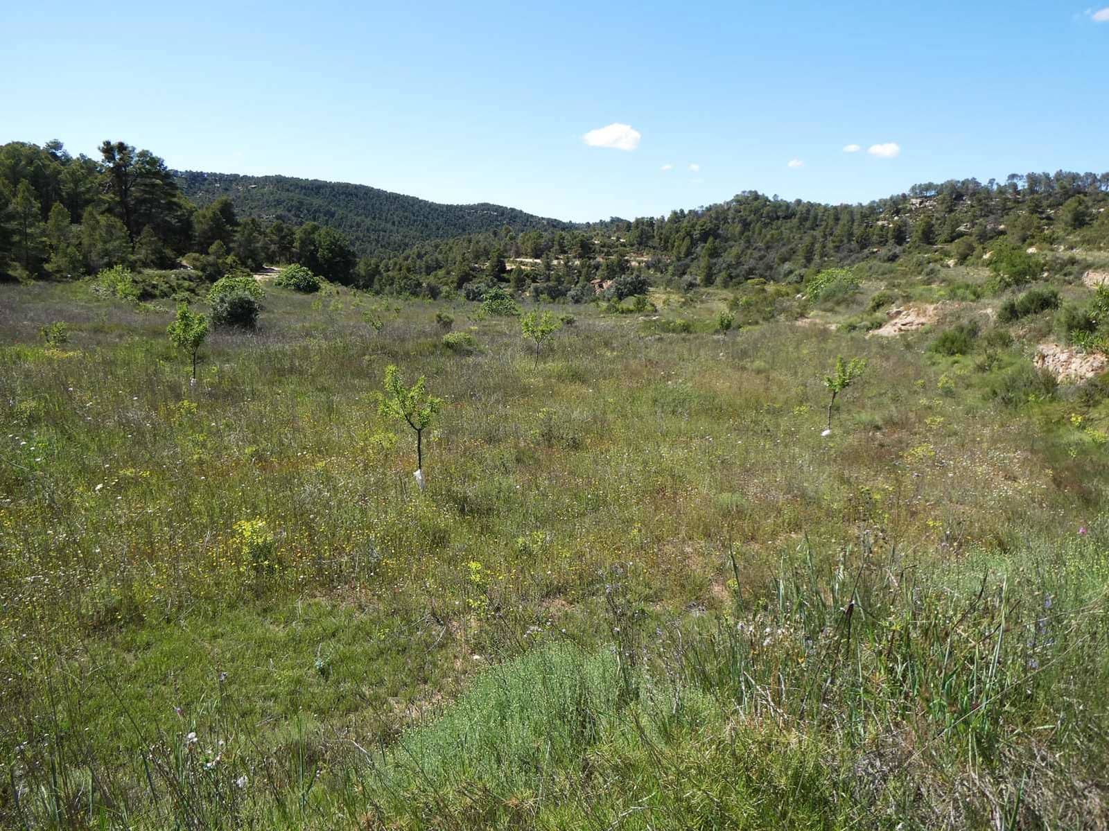 Finca/Hus på landet till salu i Arens de Lledo - 29 000 € (Ref: 9918990)