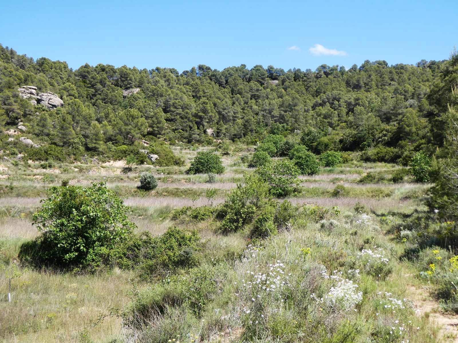 Finca/Hus på landet till salu i Arens de Lledo - 29 000 € (Ref: 9918990)