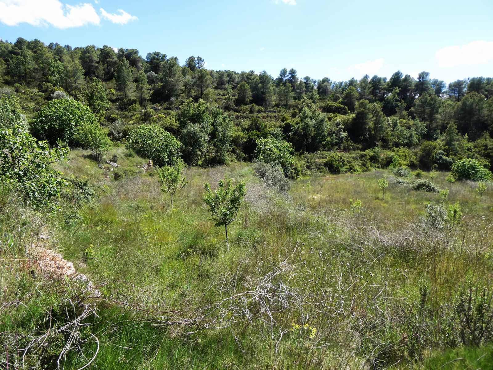 Finca/Hus på landet till salu i Arens de Lledo - 29 000 € (Ref: 9918990)