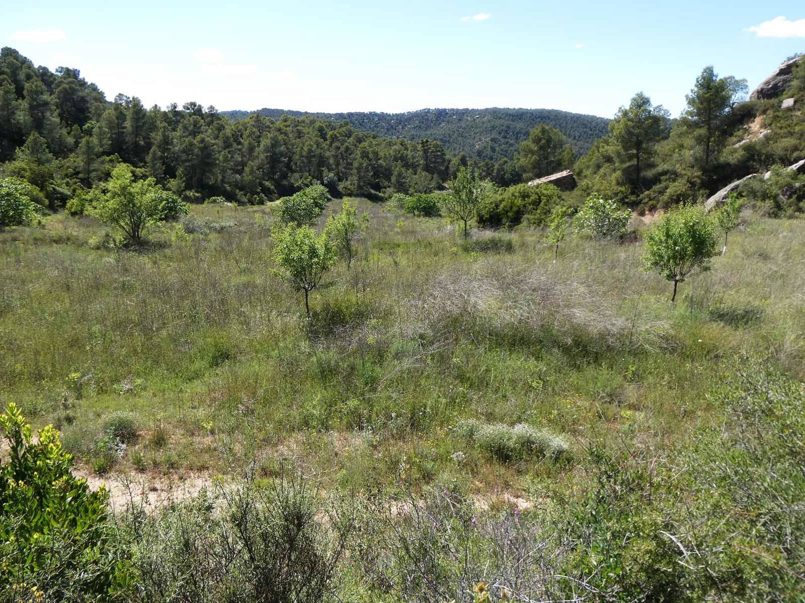 Finca/Hus på landet till salu i Arens de Lledo - 29 000 € (Ref: 9918990)