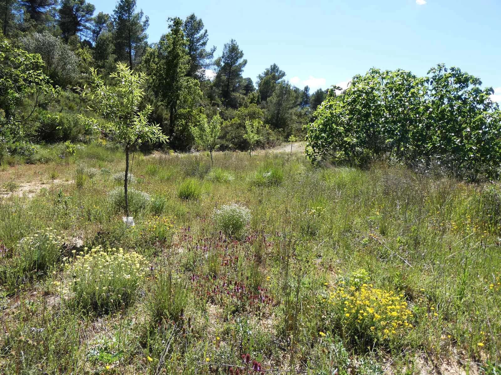 Finca/Hus på landet till salu i Arens de Lledo - 29 000 € (Ref: 9918990)